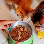 Gatos comendo o alimento úmido Marmitinha desenvolvido pela Petiko