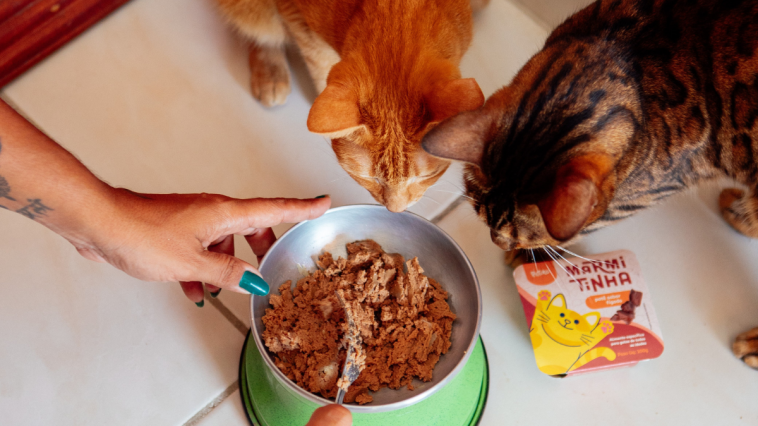 Gatos comendo o alimento úmido Marmitinha desenvolvido pela Petiko