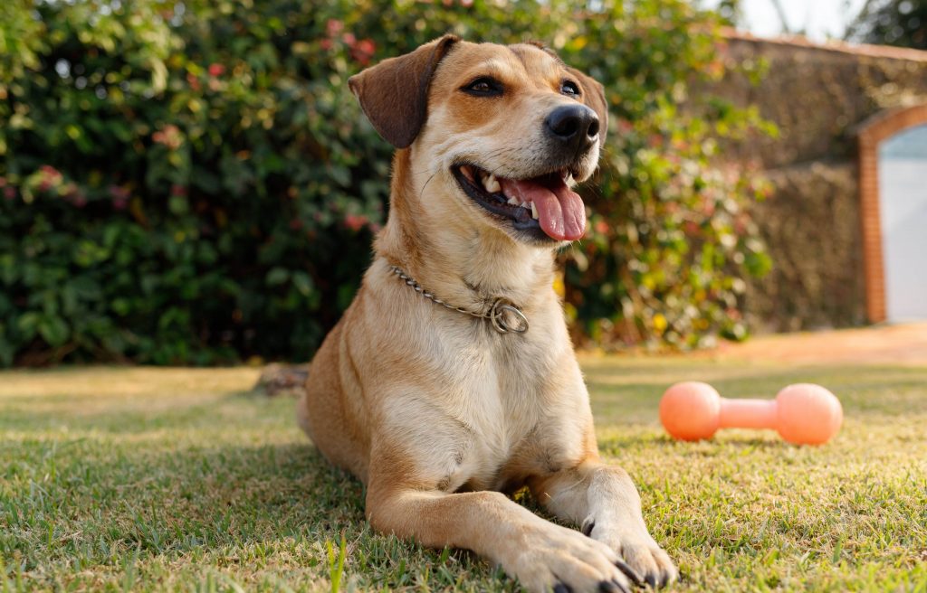 Cachorro deitado na grama em dia de calor