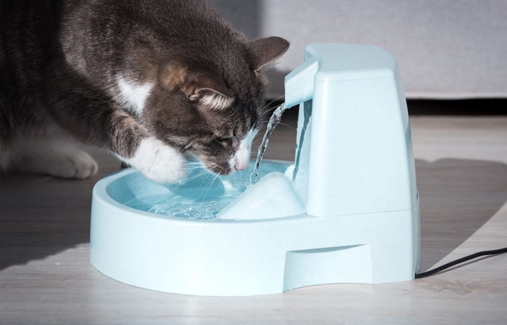 Gato tomando água no bebedouro
