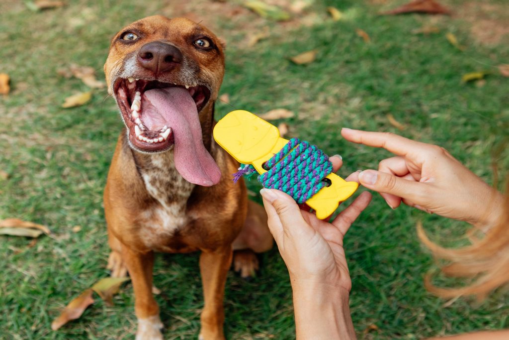 Binquedo mordedor com corda para cães do BOX.Petiko