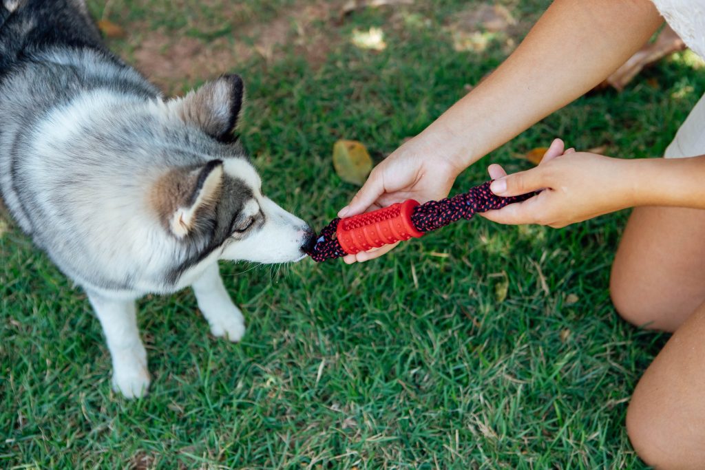 Brinquedo mordedor com corda para cães do BOX.Petiko 