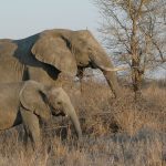 Elefante com seu filhote na natureza