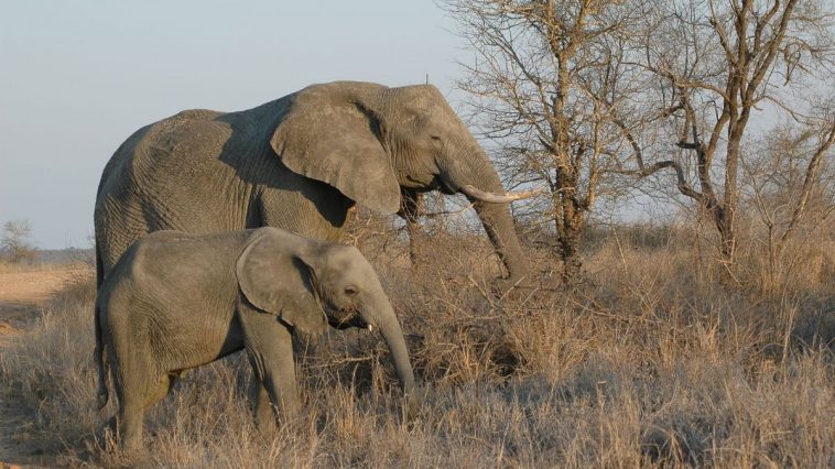 Elefante com seu filhote na natureza