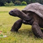 Jonathan, a tartaruga mais velha do mundo