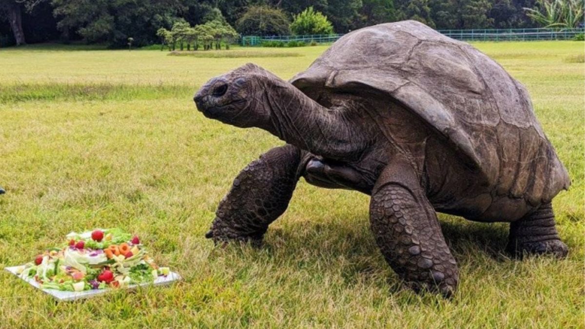 Conheça Jonathan, a tartaruga mais velha do mundo