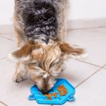 Comedouro interativo Lambe Lambe da Petiko