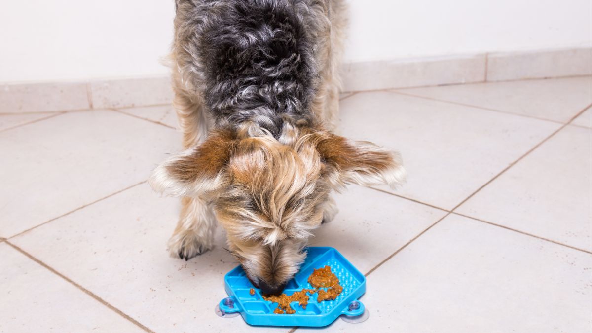 5 benefícios do enriquecimento alimentar para os pets
