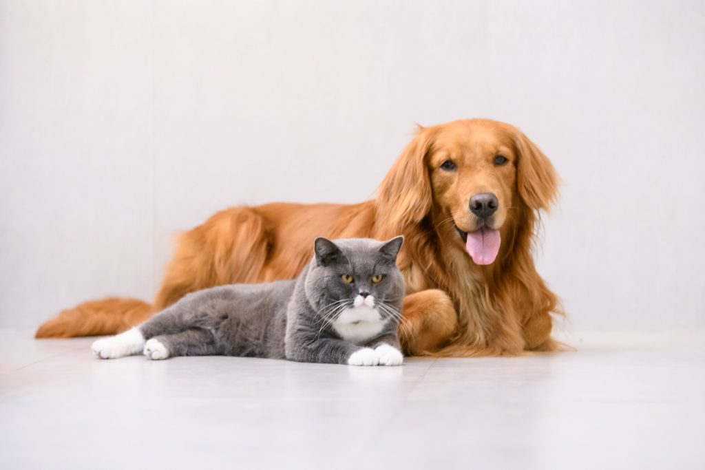 Pets - cachorro e gato reunidos