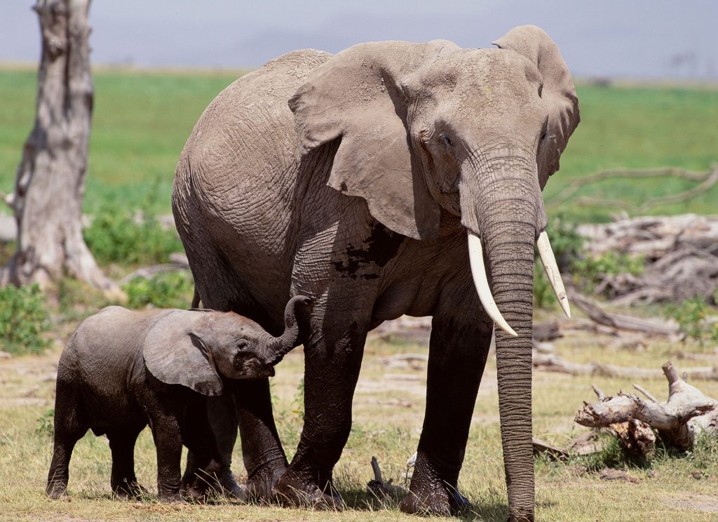 Animais - Elefante com seu filhote na natureza