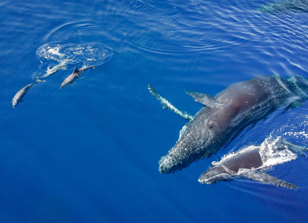 Baleias e golfinhos nadando no mar