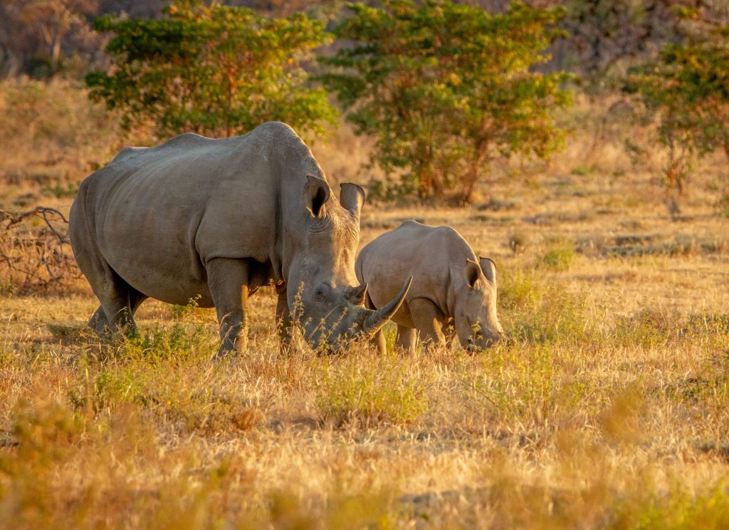 Animais - Rinoceronte e seu filhote na natureza