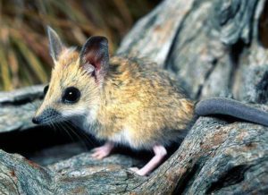 Dunnart listrado
