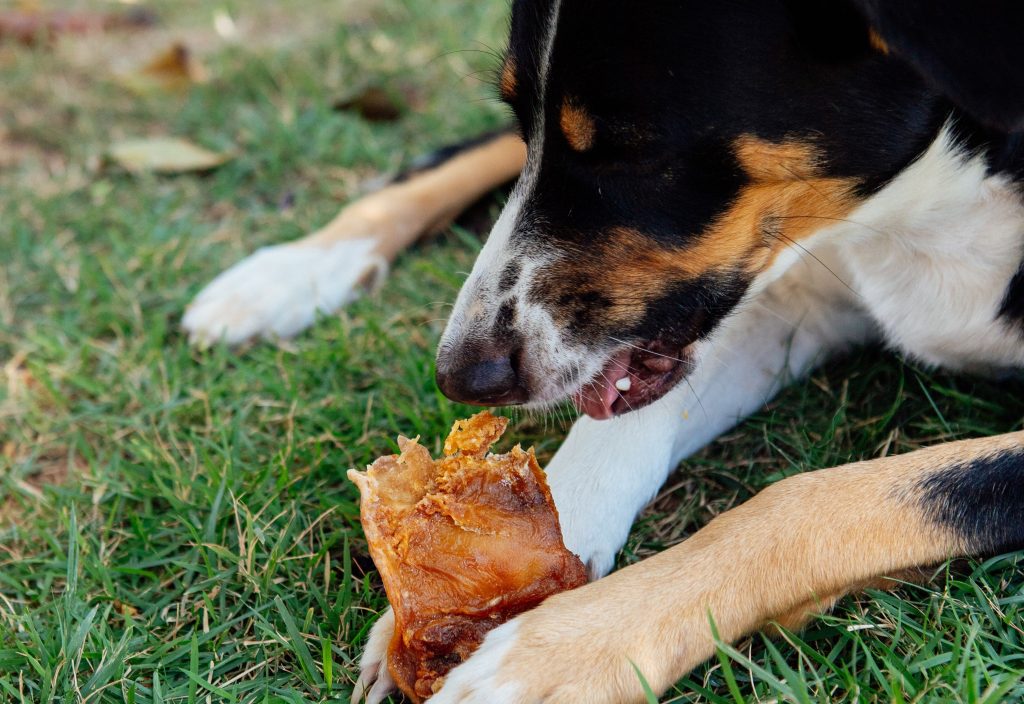 Cachorro roendo mordedor natural da linha Natú Petiko