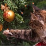 Gato brincando com decoração da árvore de Natal