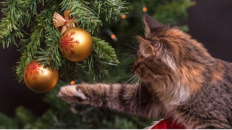 Gato brincando com decoração da árvore de Natal
