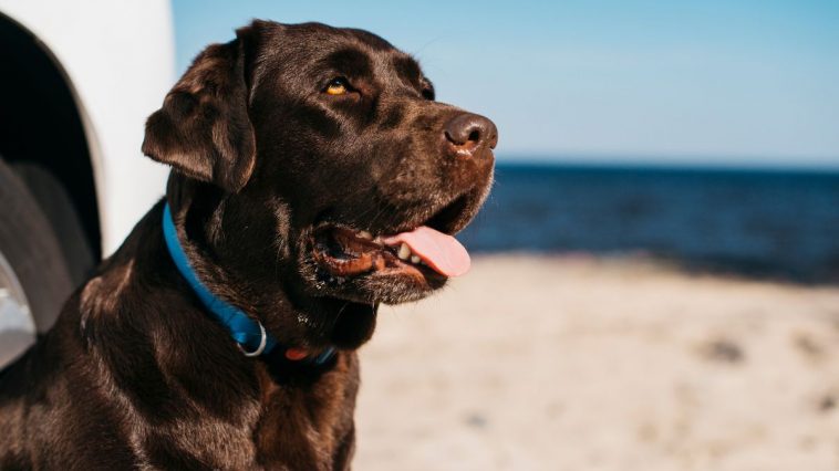 Cachorro na praia