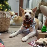 Cachorro com BOX.Petiko de Natal