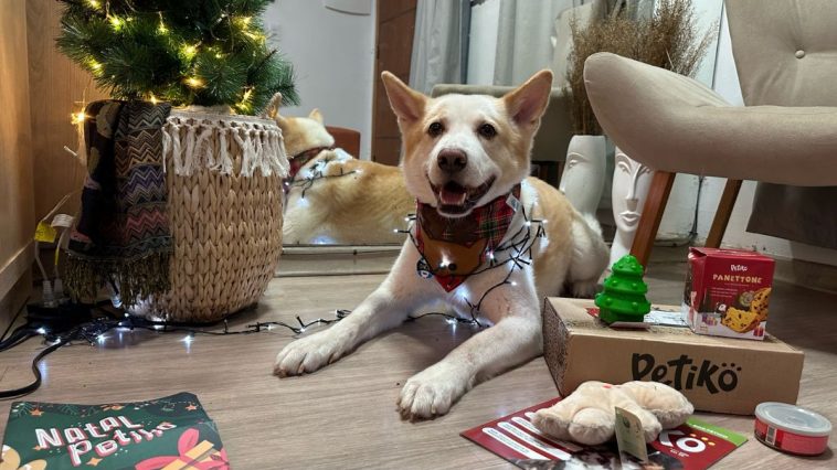 Cachorro com BOX.Petiko de Natal
