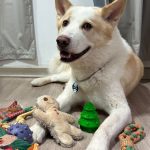 Cachorro com brinquedos da Petiko