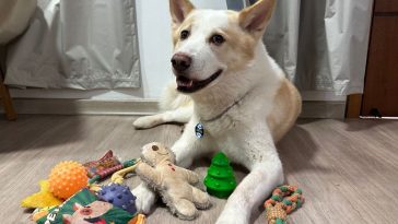 Cachorro com brinquedos da Petiko