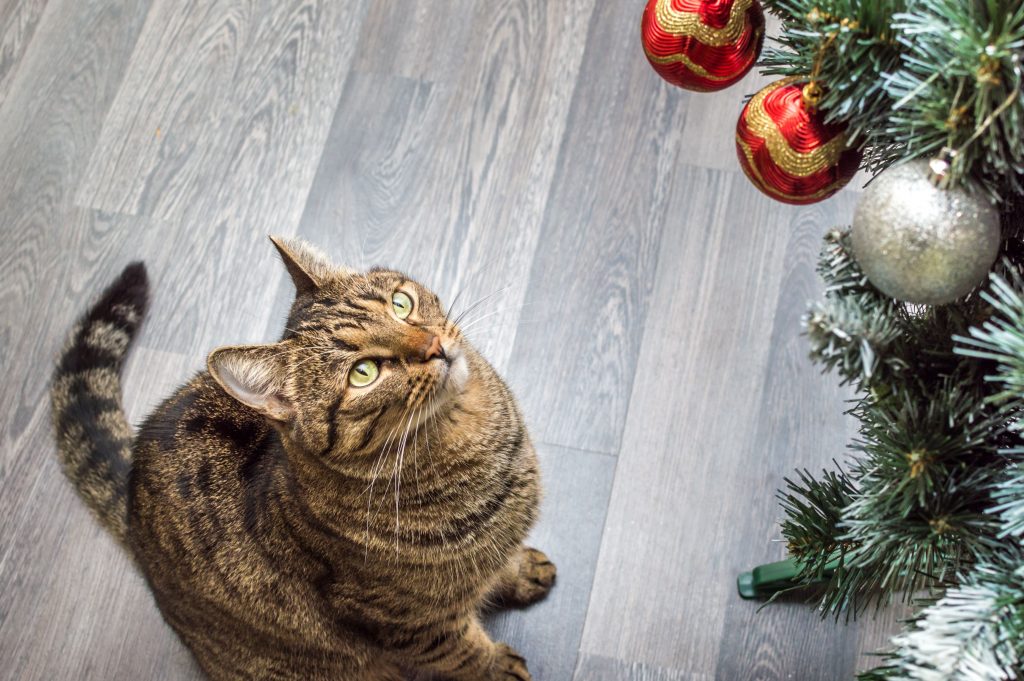 Gato rajado olhando árvore de Natal