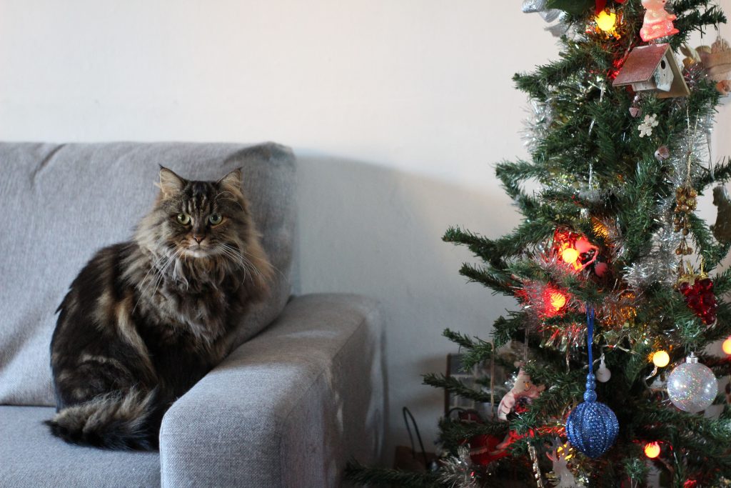 Gato no sofá ao lado de árvore de Natal