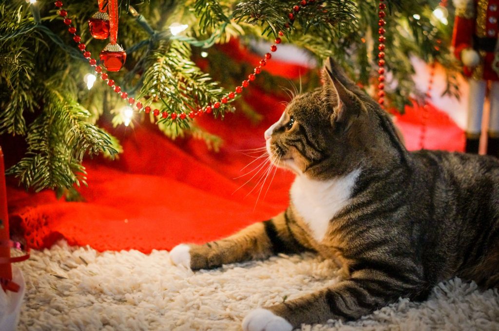 Gato rajado olhando para a árvore de Natal