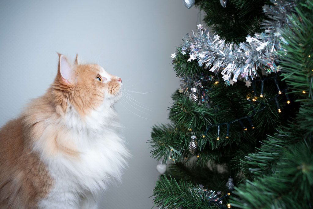 Gato amarelo olhando para a árvore de Natal