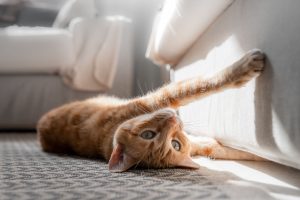 Gato amarelo deitado de barriga para cima tomando banho de sol