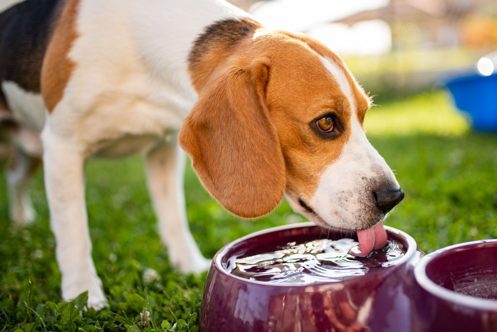 Cachorro Beagle bebendo água