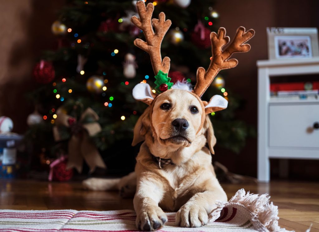 Cachorro com fantasia de rena para o Natal