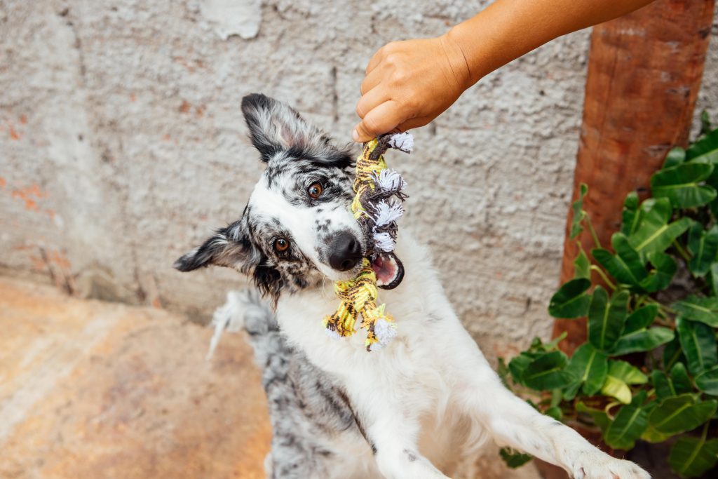 Brinquedo de corda para cães da Petiko