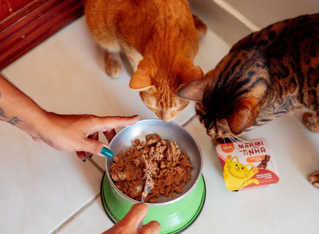 Tutora servindo o alimento úmido Marmitinha em um comedouro para dois gatos