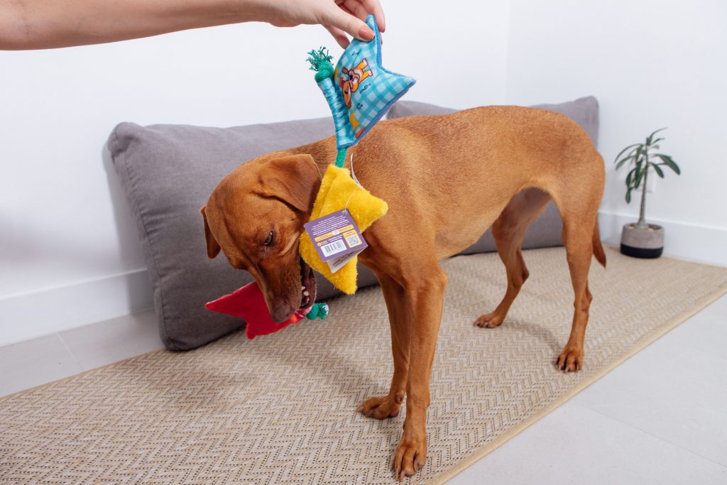 Cachorro brincando com brinquedo de pelúcia em formato de bandeirinha de fetsa junina
