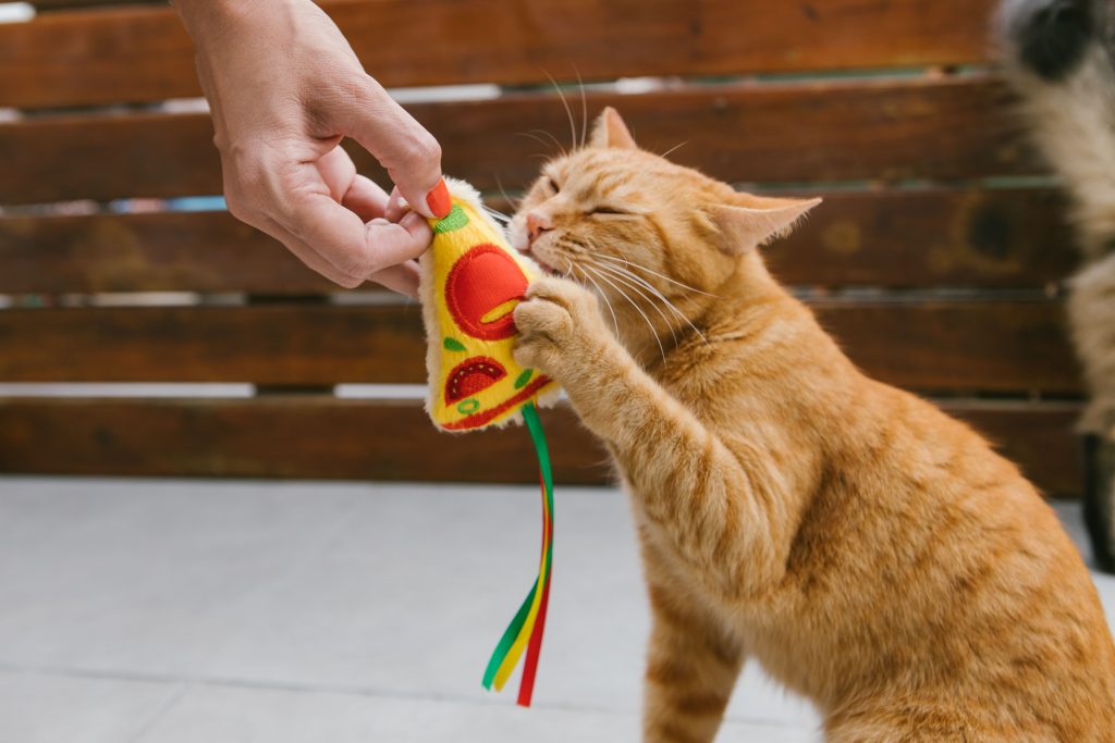 Gato brincando com brinquedo de pelúcia em formato de pizza