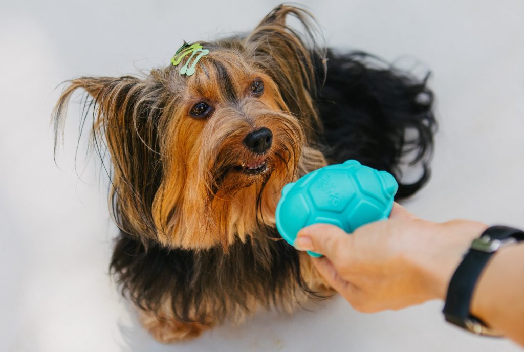 Brinquedo recheável Dóris, a Tartaruga Marinha do BOX.Petiko para cães