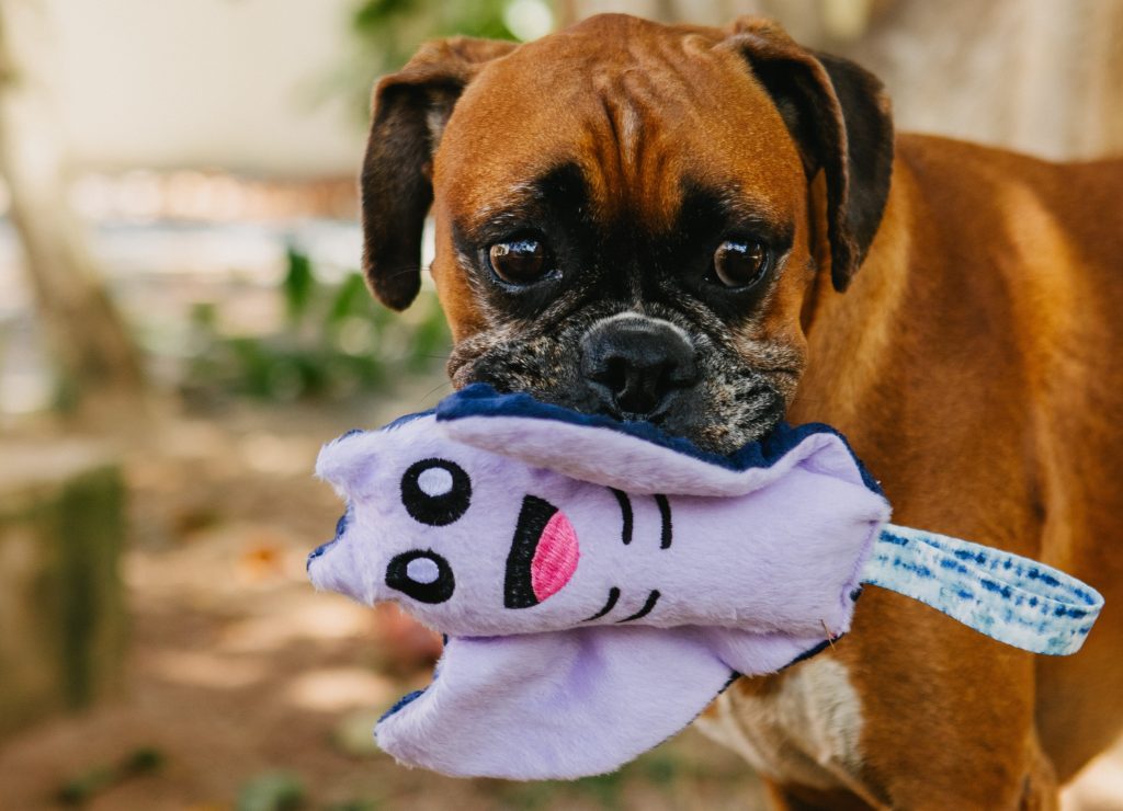 Cachorro Boxer brincando de morder brinquedo de pelúcia em formato de arraia