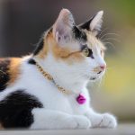 Gata de três cores deitada usando uma coleira com guizo
