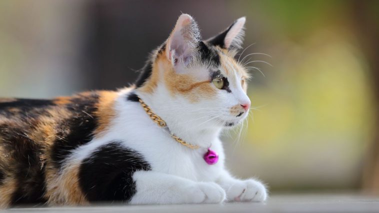 Gata de três cores deitada usando uma coleira com guizo