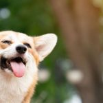Cachorro corgi com a boca aberta e a língua de fora tomando sol ao ar livre