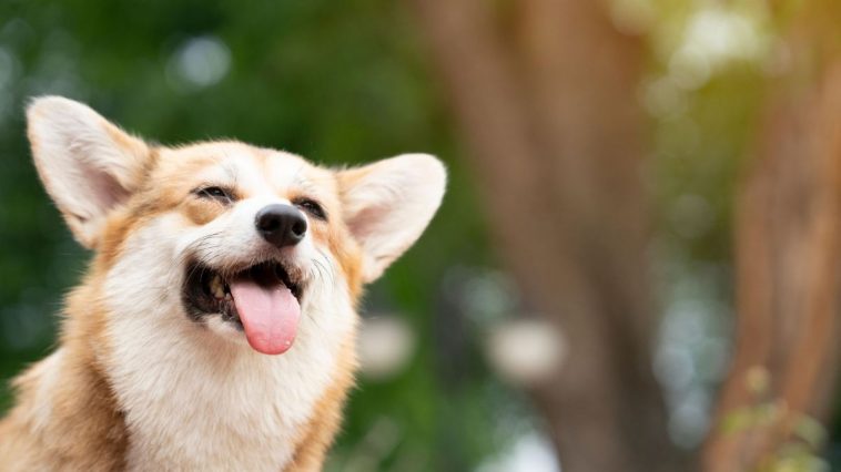 Cachorro corgi com a boca aberta e a língua de fora tomando sol ao ar livre