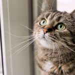 Gato rajado com bigode longo