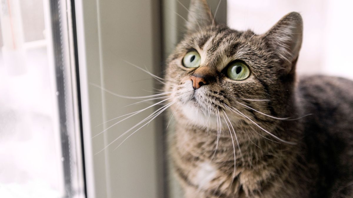 Bigode de gato: curiosidades que você precisa saber