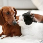 Cachorro dachshund com gato preto e branco