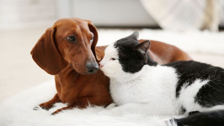 Cachorro dachshund com gato preto e branco