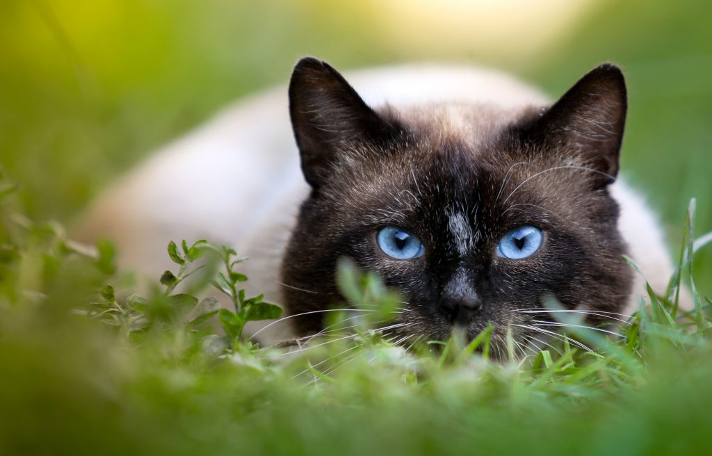 Gato deitado na grama enquanto caça uma presa