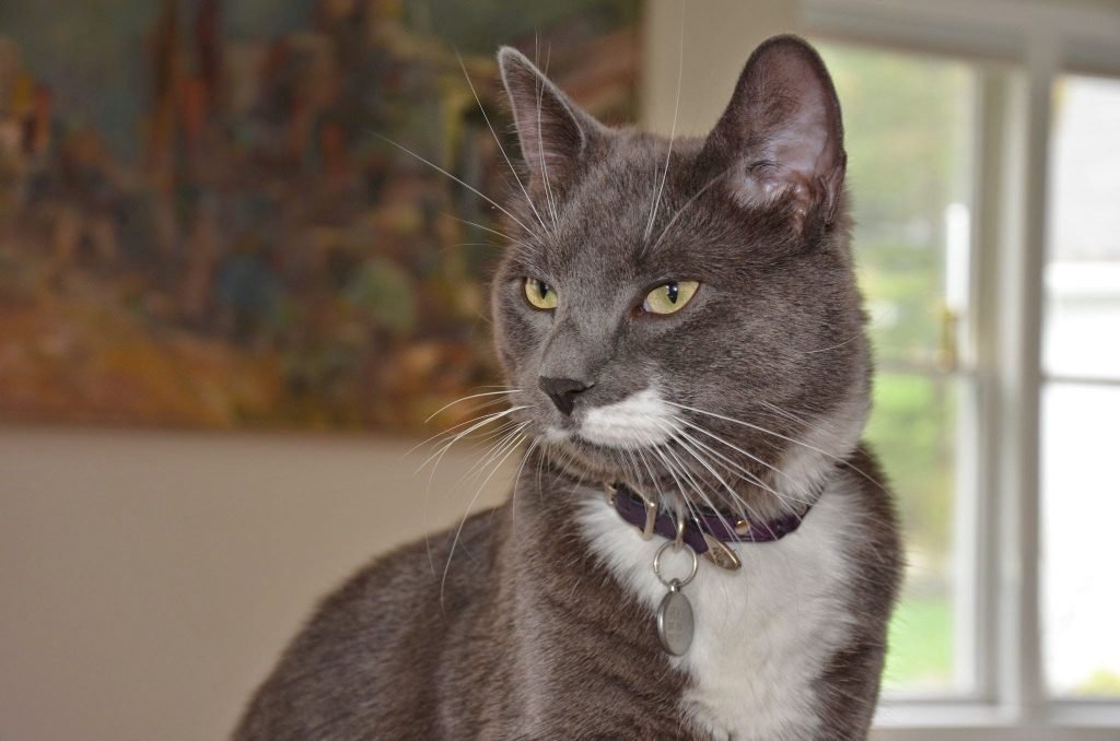 Gato cinza usando coleira com placa de identificação