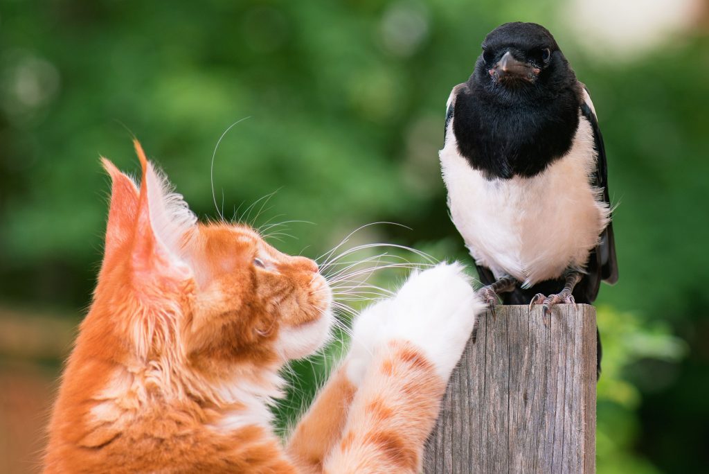 Gato laranja olhando para pássaro preto e branco