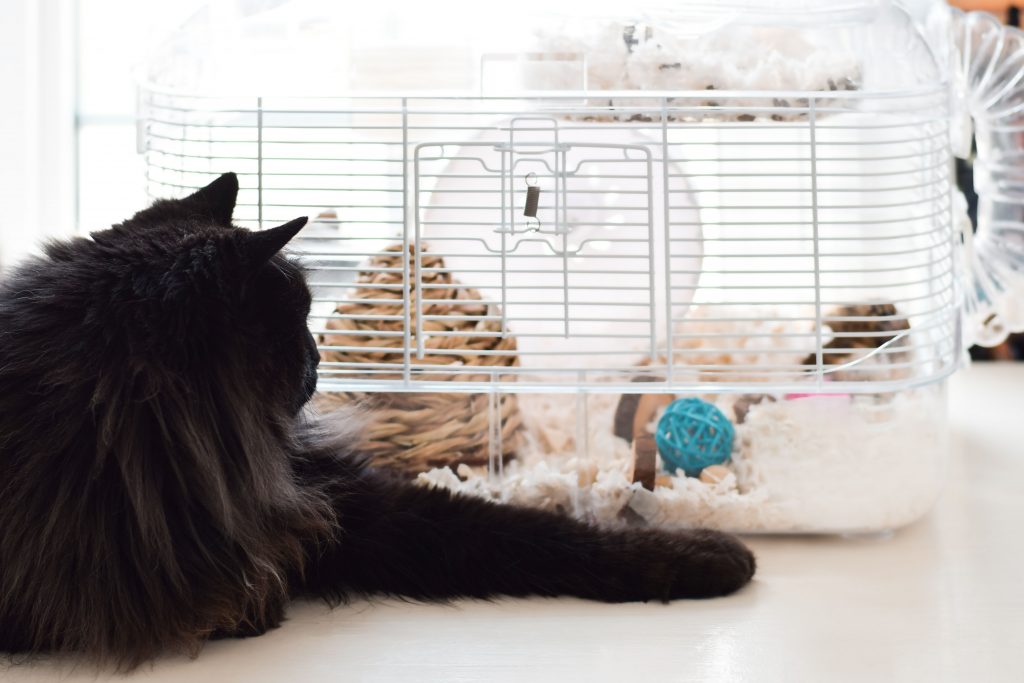 Gato preto observando hamster dentro da gaiola